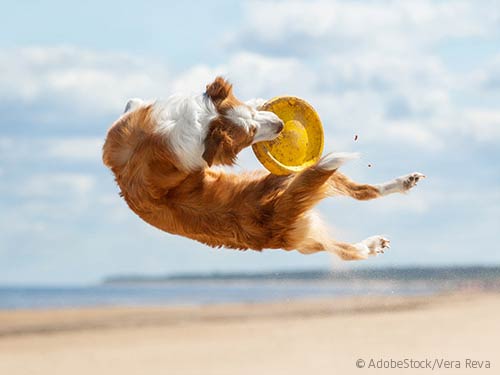 Urlaub mit Hund: Corona sagt OK